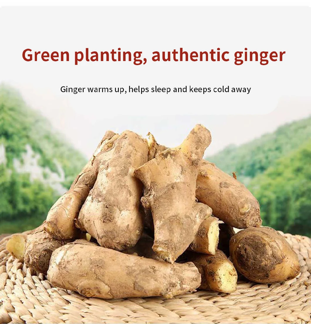 New Crop China Origin Size 100-150-200-250g up Super Quality Cheap Price Fresh Ginger Dubai Ginger Price