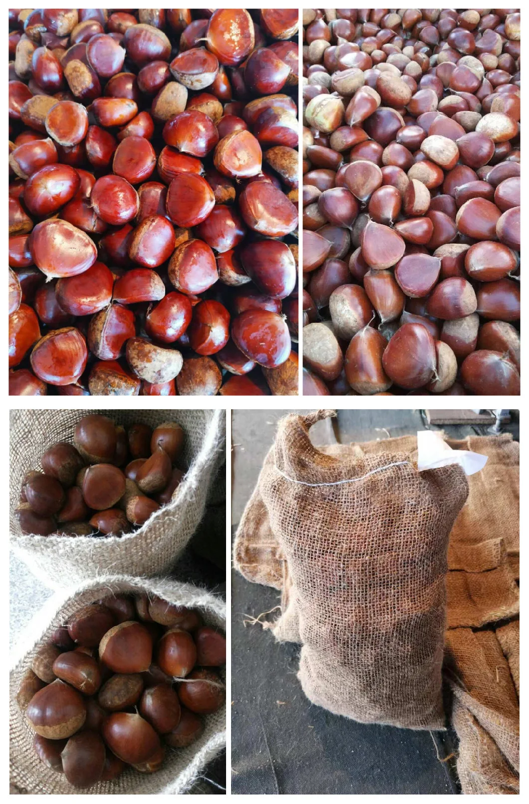 Export 60-80PCS/Kg New Crop Fresh Chestnut Supplier