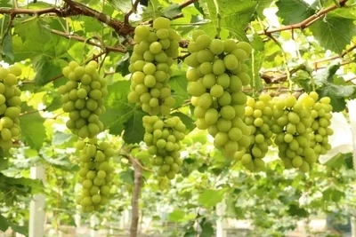 China Shine Muscat Grape Seedless