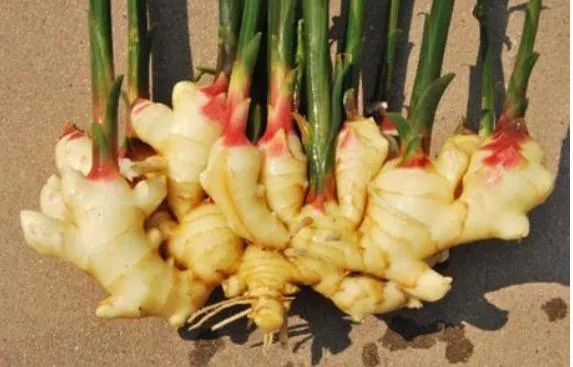 New Crop Fresh Ginger From China 100g, 150g, 200g and 250g