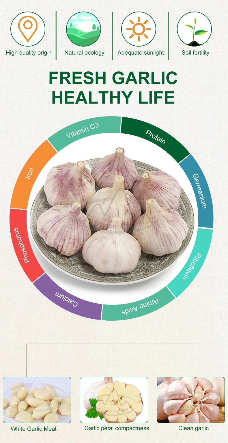 Wholesale Export Fresh High Quality Peeled Garlic