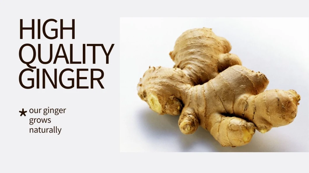 High Quality Air Dried Ginger Fresh Vegetable Fresh Ginger Factory Supplier From China