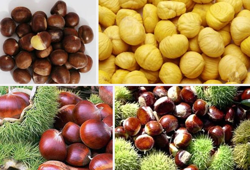 2020new Crop Chinese Chestnuts