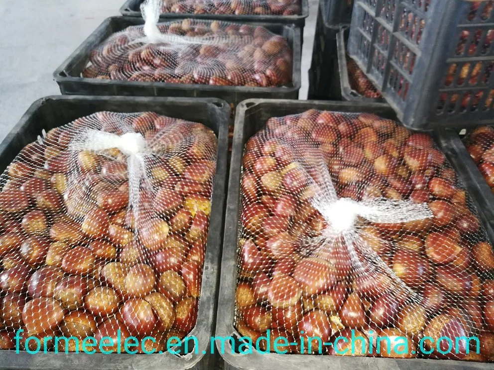 Dried Fruit Chinese Chestnut Fresh Chestnut China Chestnuts
