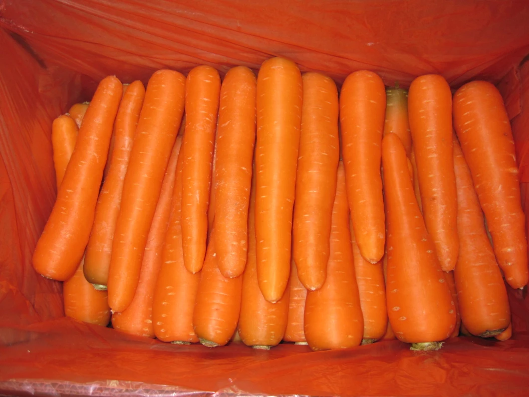 Fresh Carrot From China New Crop Carrot
