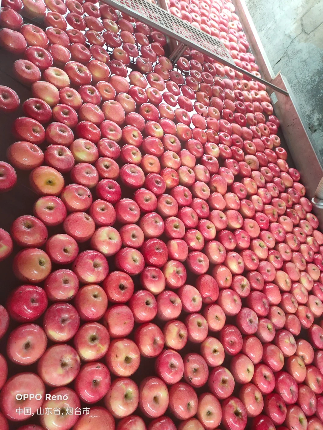Fresh Chinese Red Paper Bagged FUJI Apples