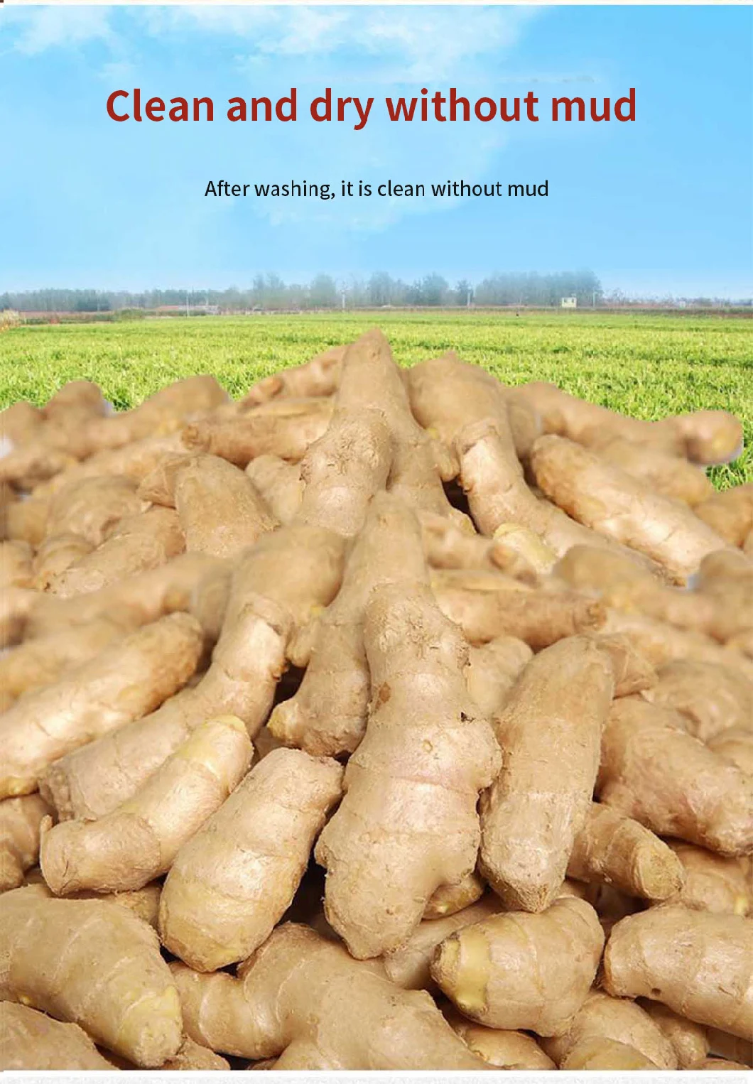 New Crop China Origin Size 100-150-200-250g up Super Quality Cheap Price Fresh Ginger Dubai Ginger Price