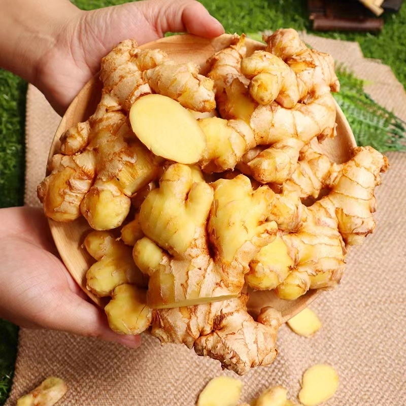 New Crop China Origin Fresh Yellow Ginger Gingembre Air Dried Super Quality Health Food Fresh Food Ginger