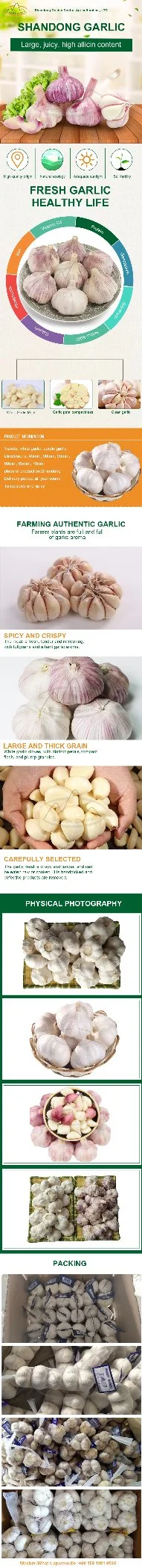 China Fresh White Garlic 4p. 5p. 3p Pure White Fresh Garlic