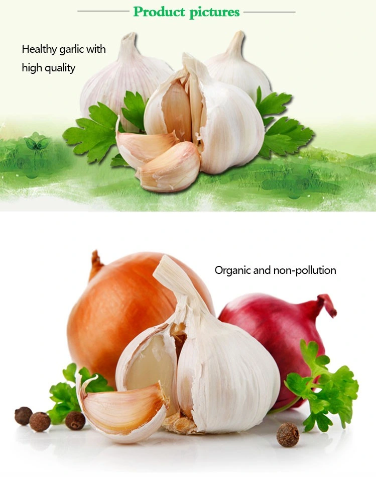 2021 China New Fresh Garlic 4.5cm,5.0cm,5.5cm,6.0cm,6.5cm,7.0cm Pack 3PC,4PC,5PC,6PC,7PC,500g,1kg,3kg,5kg,10kg Per Mesh Bag /Carton Top Quality Lowest Pirce