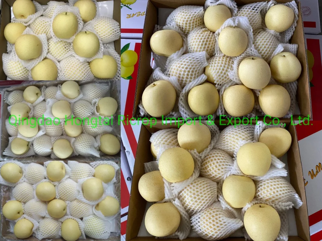 2022 New Crop Factory Price Fresh Fruit Fresh Nashi Pear