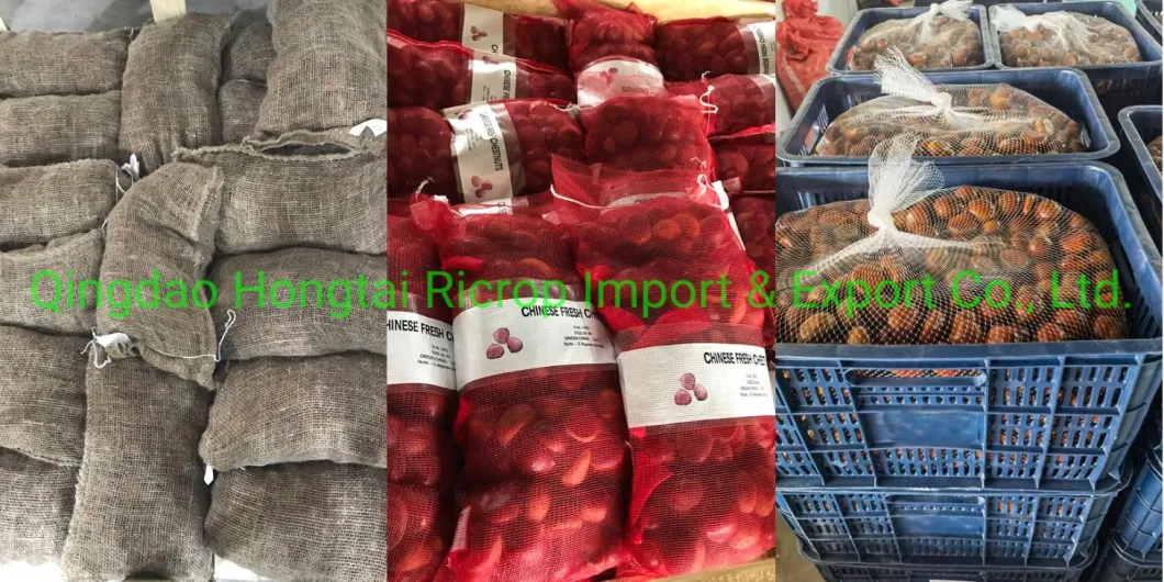 2022 New Crop Hot Sale 1kg Small Mesh Bag Chinese Fresh Chestnut