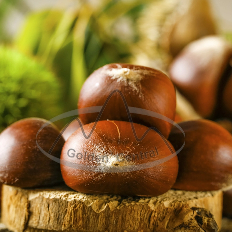 2023 New Cropfirst Quality Foods Raw Organic Fresh Chestnuts