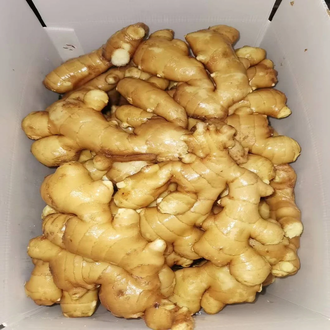 Supply Selected Super Quality Chinese Fresh or Air Dried Ginger