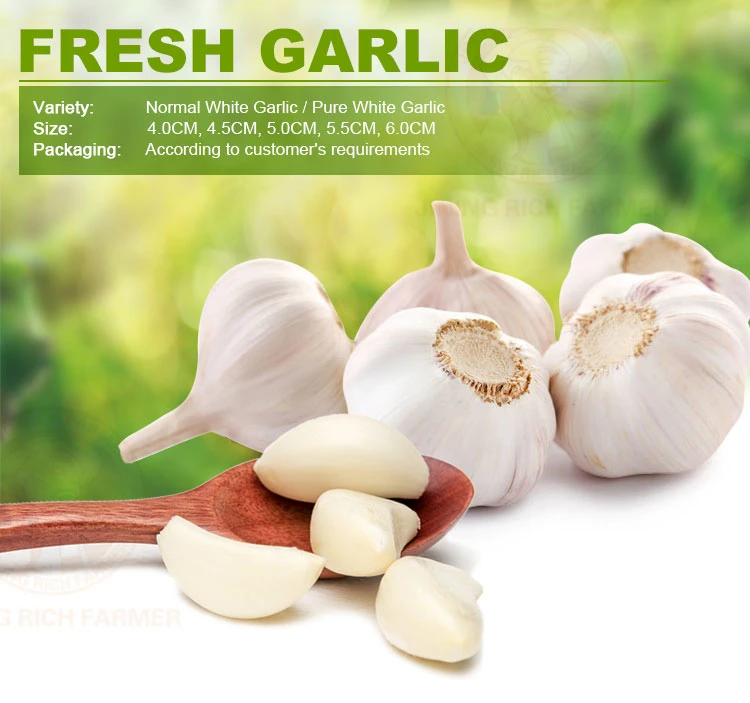 Beard Garlic Chinese Garlic New Harvest Fresh Normal White Garlic 5-6cm