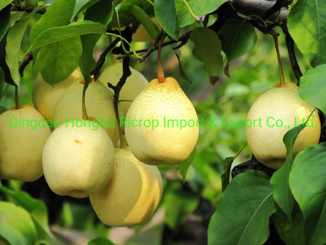 Sweet Ya Pear From Hebei of China