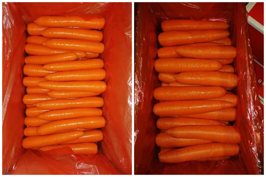 Competitive Fresh Carrot for Exporting (300g and up)