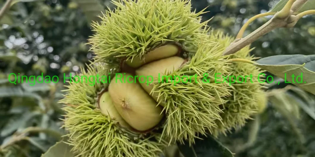 2022 New Crop Hot Sale 1kg Small Mesh Bag Chinese Fresh Chestnut