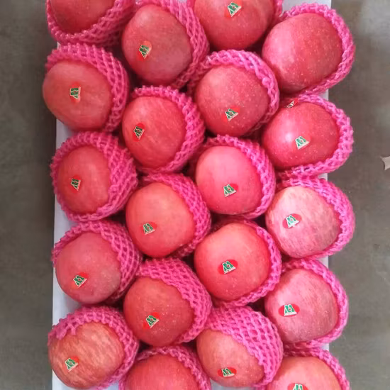 Продам новый урожай Свежее яблоко ФУДЗИ