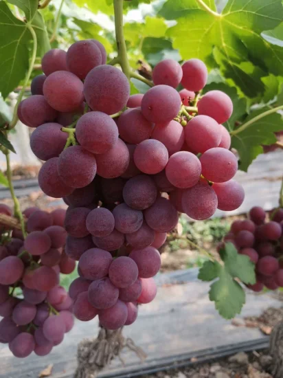 Очень сладкий виноград, свежий, натуральный Кёхо с высоким содержанием сахара.