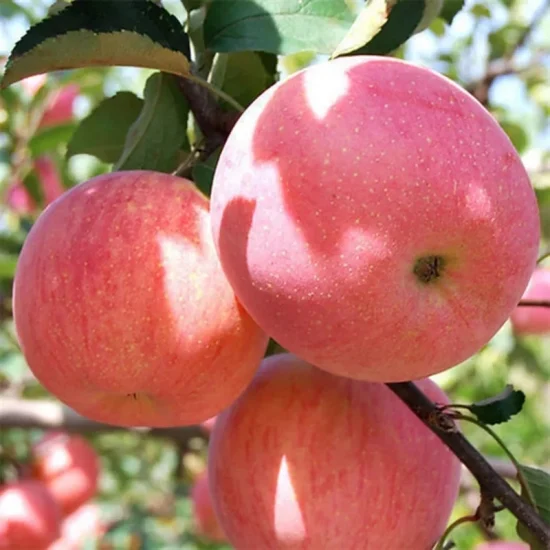 Натуральные яблоки, свежие красные яблоки FUJI оптом из Китая