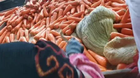 Новый урожай, свежая китайская морковь, красная морковь.